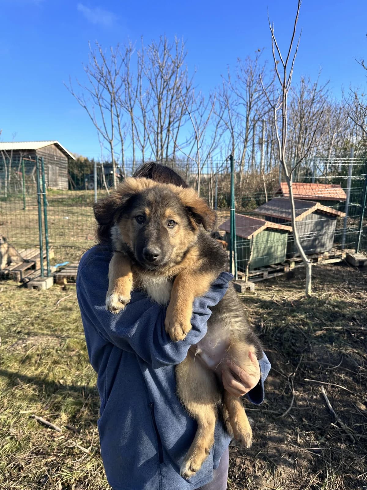 Harry, Maro male Mixed Breed for adoption at Urme de Bucurie, Cernavodă
