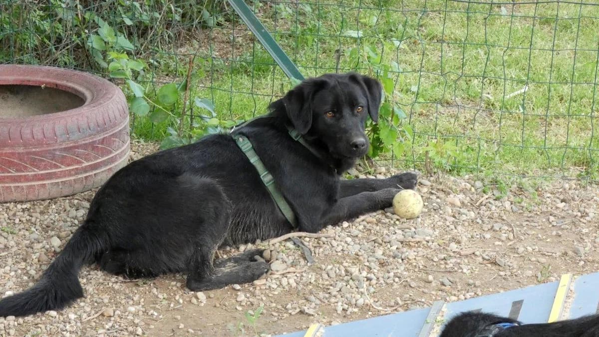 Hugo, Negru male Mixed Breed for adoption at Urme de Bucurie, Cernavodă