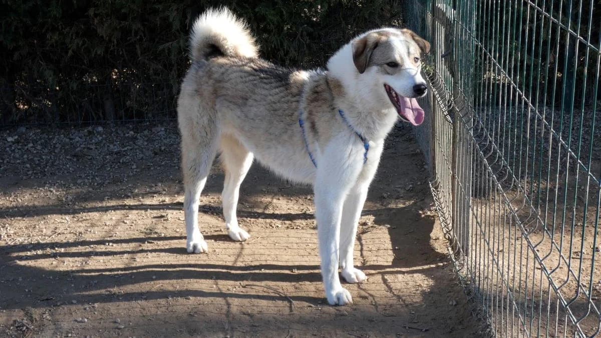 Kofi, Alb male Mixed Breed for adoption at Urme de Bucurie, Cernavodă