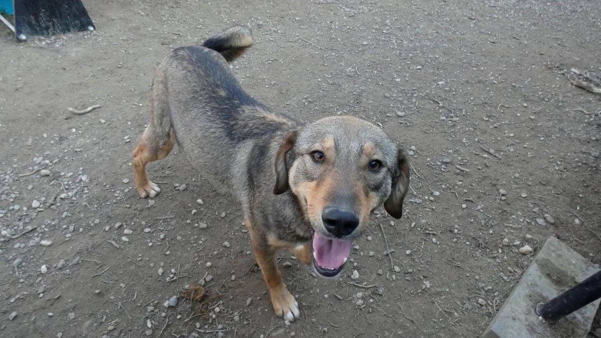 Pluto, Gri male Mixed Breed for adoption at Urme de Bucurie, Cernavodă