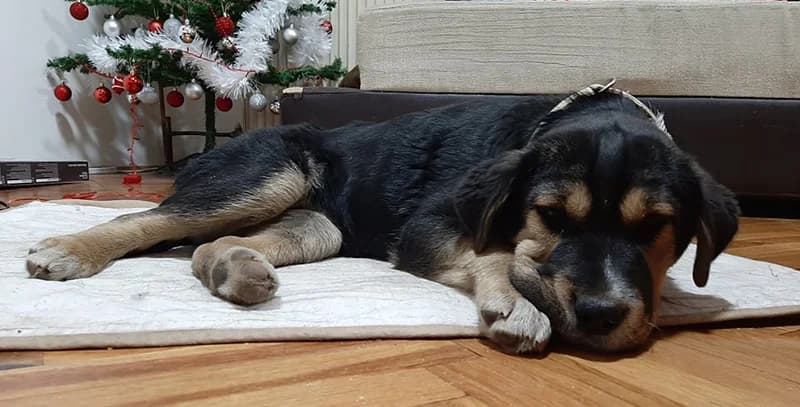 Mala, female Mixed Breed for adoption at Feniks, Belgrade