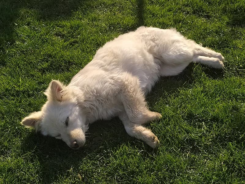 Bela, Mixed Breed for adoption at Feniks, Belgrade