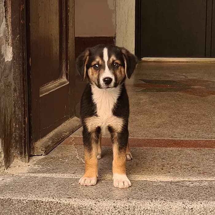 Šapa, male Mixed Breed for adoption at Feniks, Belgrade