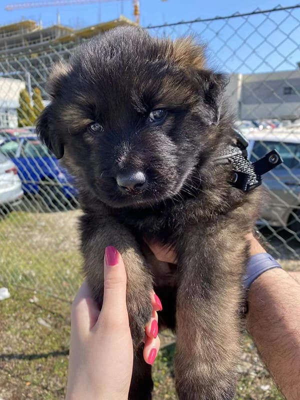 Meda, male Mixed Breed for adoption at Feniks, Belgrade