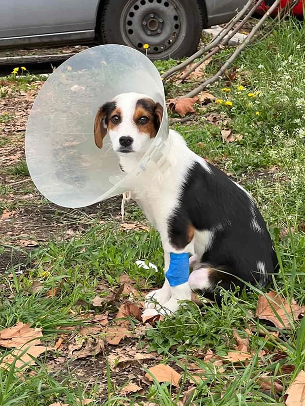 Bela, Mixed Breed for adoption at Feniks, Belgrade