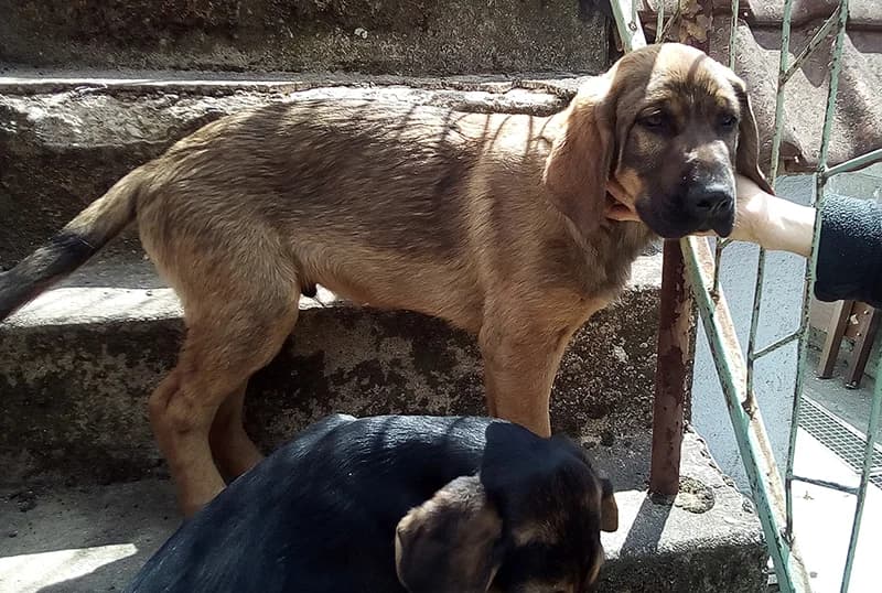 Maksa, Kiki i Lea, 4yo Mixed Breed for adoption at Feniks, Belgrade