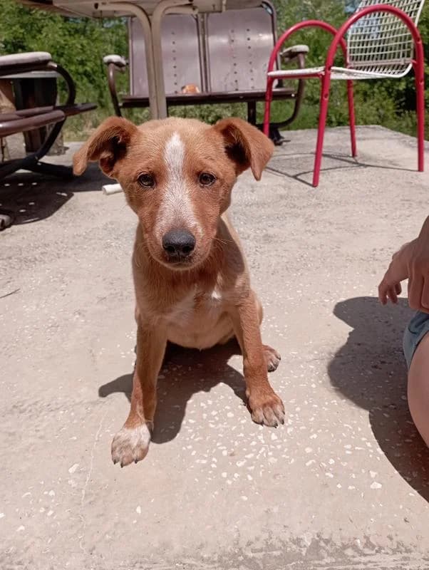 Ameli, male Mixed Breed for adoption at Feniks, Belgrade
