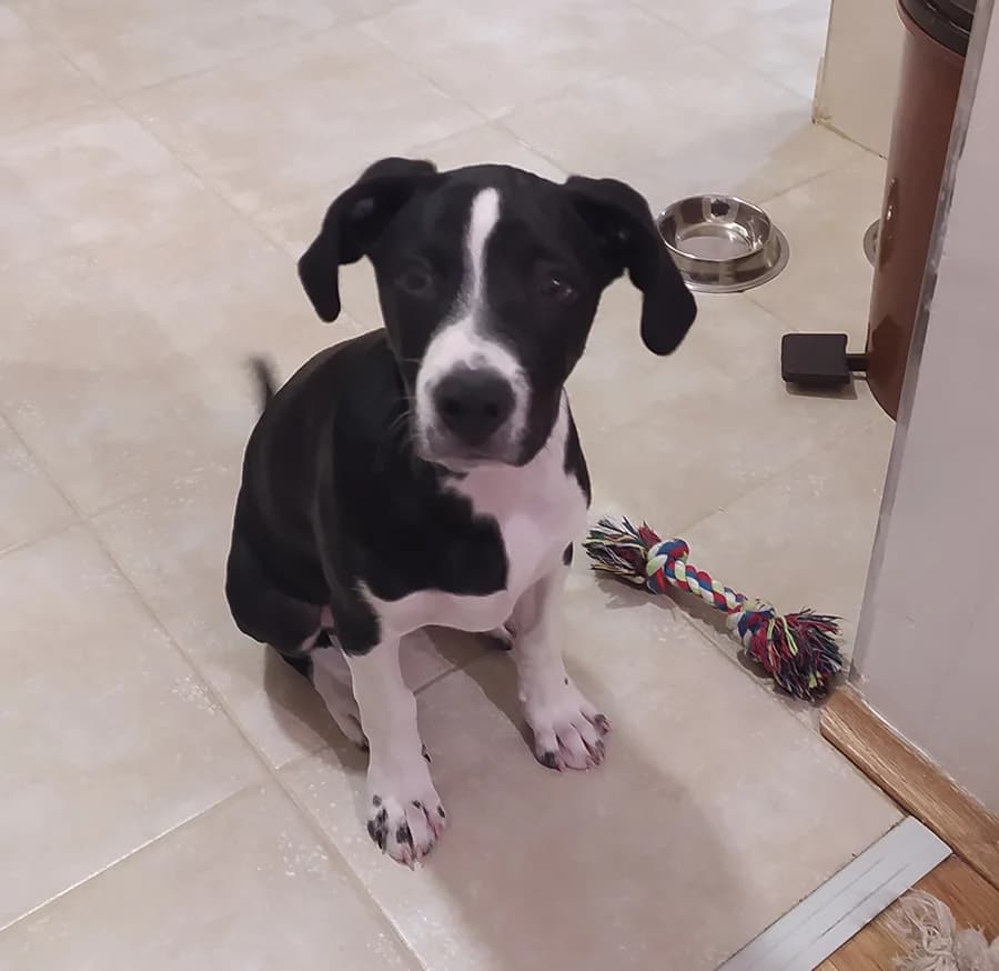 Azra, female Mixed Breed for adoption at Feniks, Belgrade