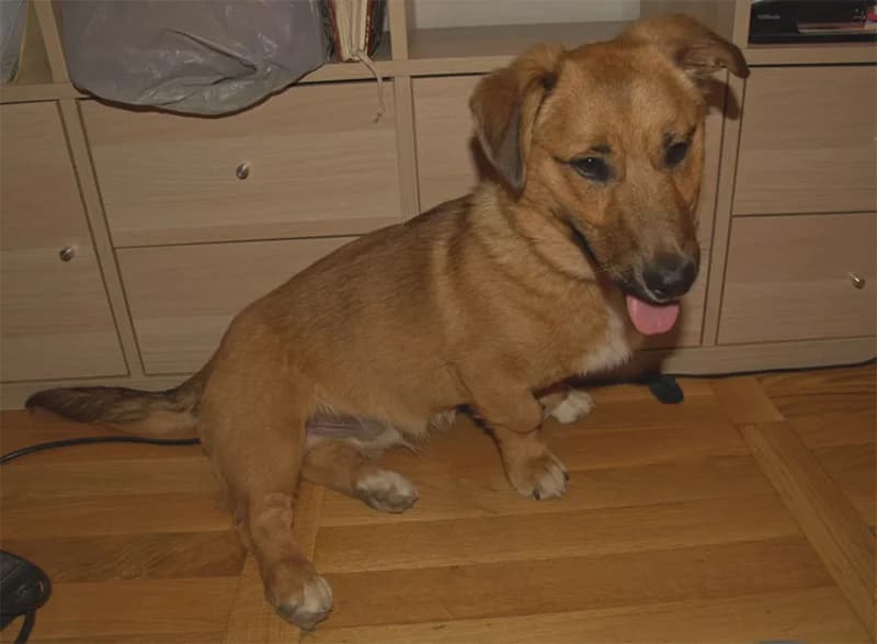 Maks, Mixed Breed for adoption at Feniks, Belgrade