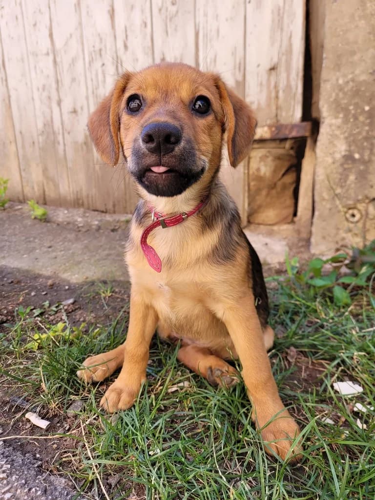 Tri devojčice, 4yo Mixed Breed for adoption at Feniks, Belgrade