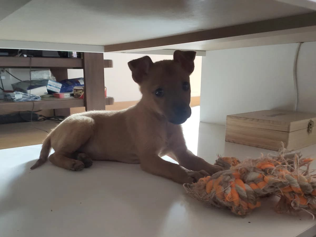 Cuki, female Mixed Breed for adoption at Feniks, Belgrade