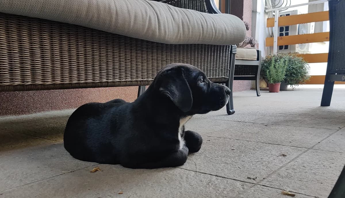 Momčilo, male Mixed Breed for adoption at Feniks, Belgrade