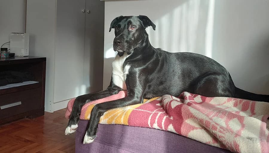 Bruno, male Mixed Breed for adoption at Feniks, Belgrade