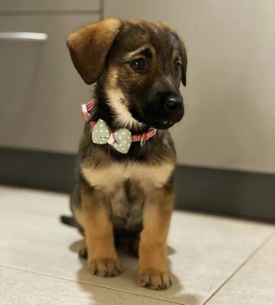Duda, female Mixed Breed for adoption at Feniks, Belgrade
