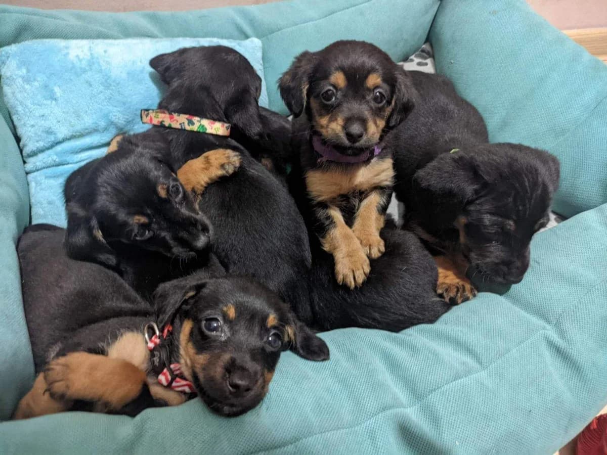 Pioniri, Mixed Breed for adoption at Feniks, Belgrade