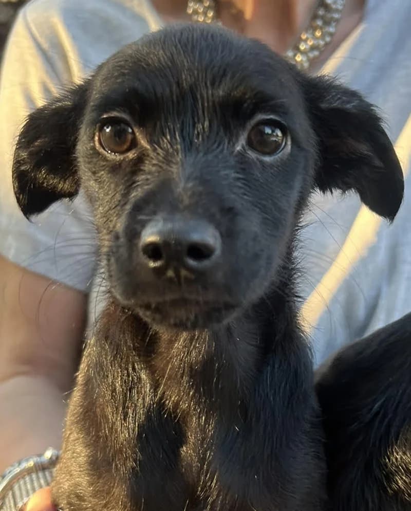 Đorđe i Pavle, 3yo Mixed Breed for adoption at Feniks, Belgrade