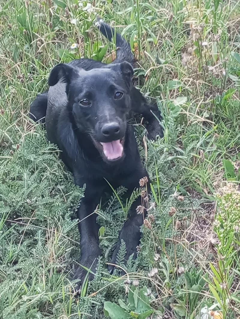 Crni i Šareni, Mixed Breed for adoption at Feniks, Belgrade