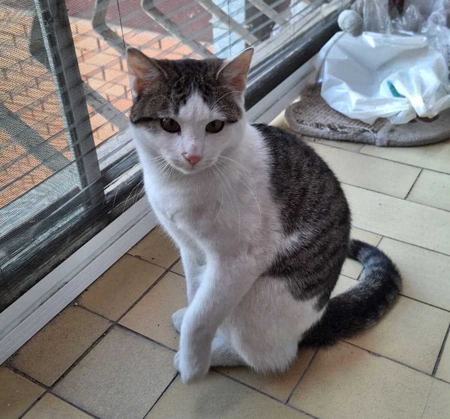 Sivko, male Mixed Breed for adoption at Feniks, Belgrade