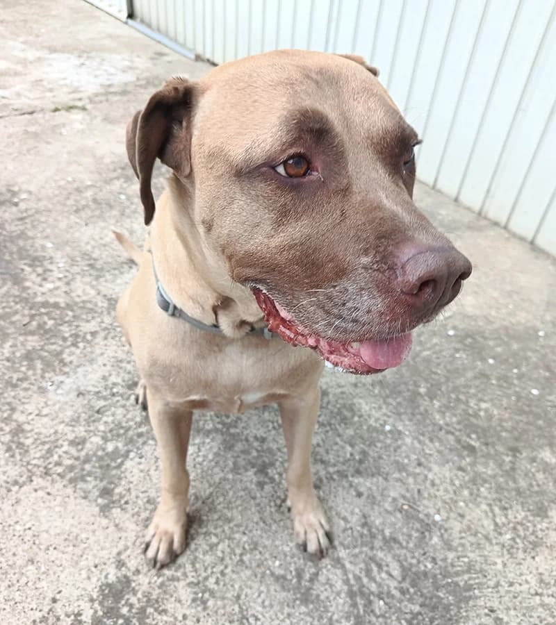 Car, male 6yo Mixed Breed for adoption at Feniks, Belgrade