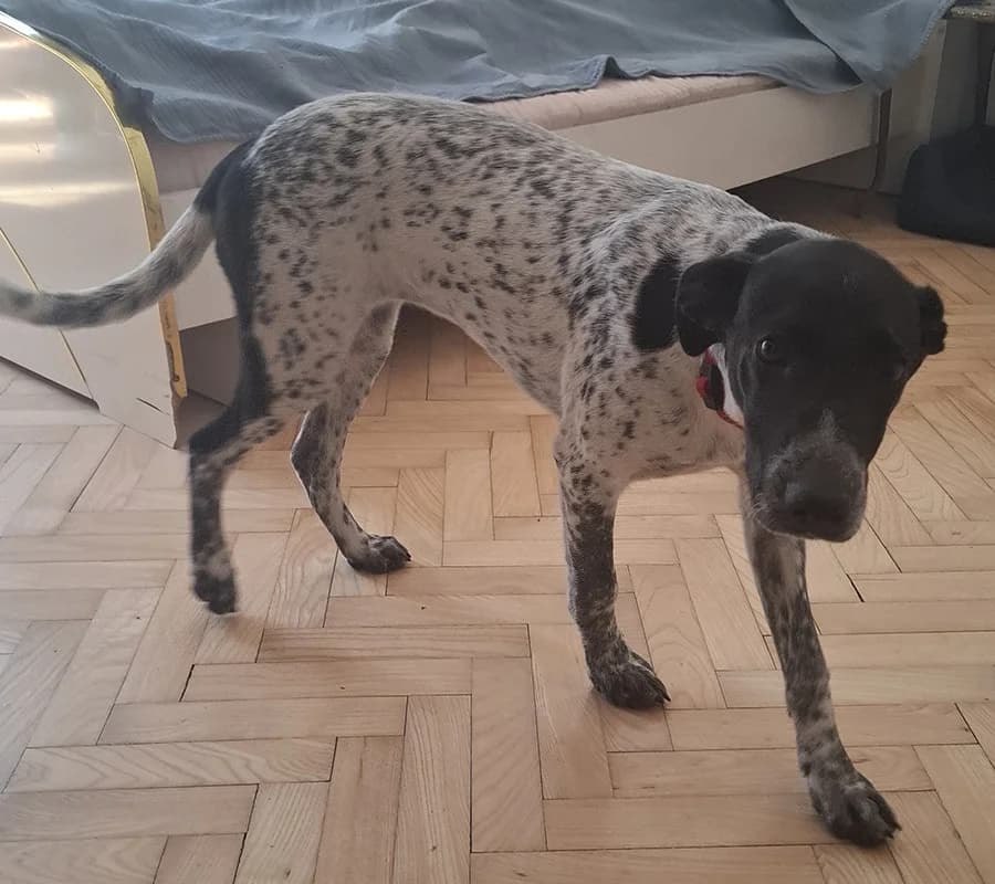 Ljuba, female Mixed Breed for adoption at Feniks, Belgrade