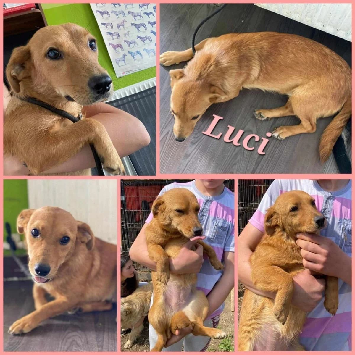Luci, Mixed Breed for adoption at Hearts for Paws of Serbia