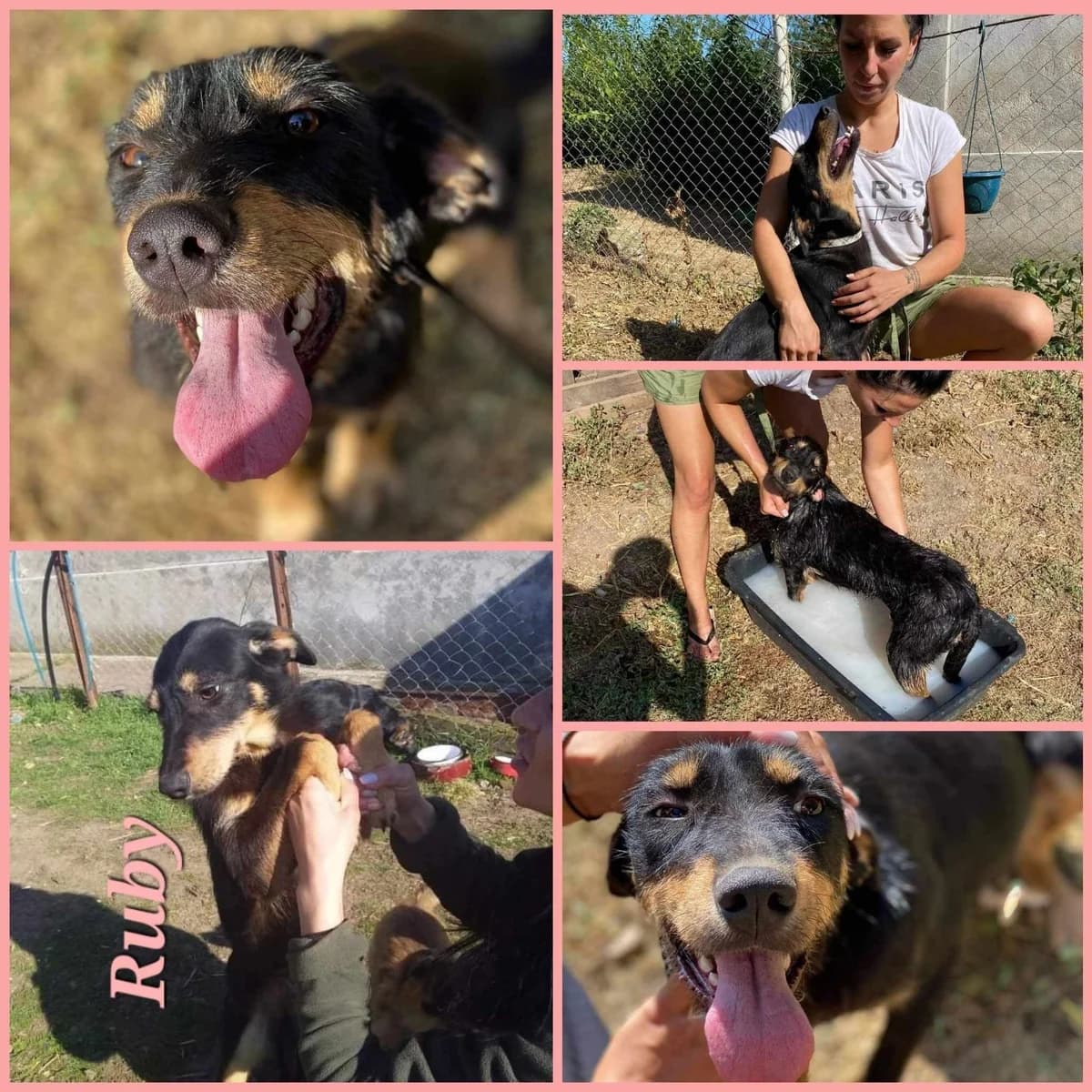 Ruby, Mixed Breed for adoption at Hearts for Paws of Serbia