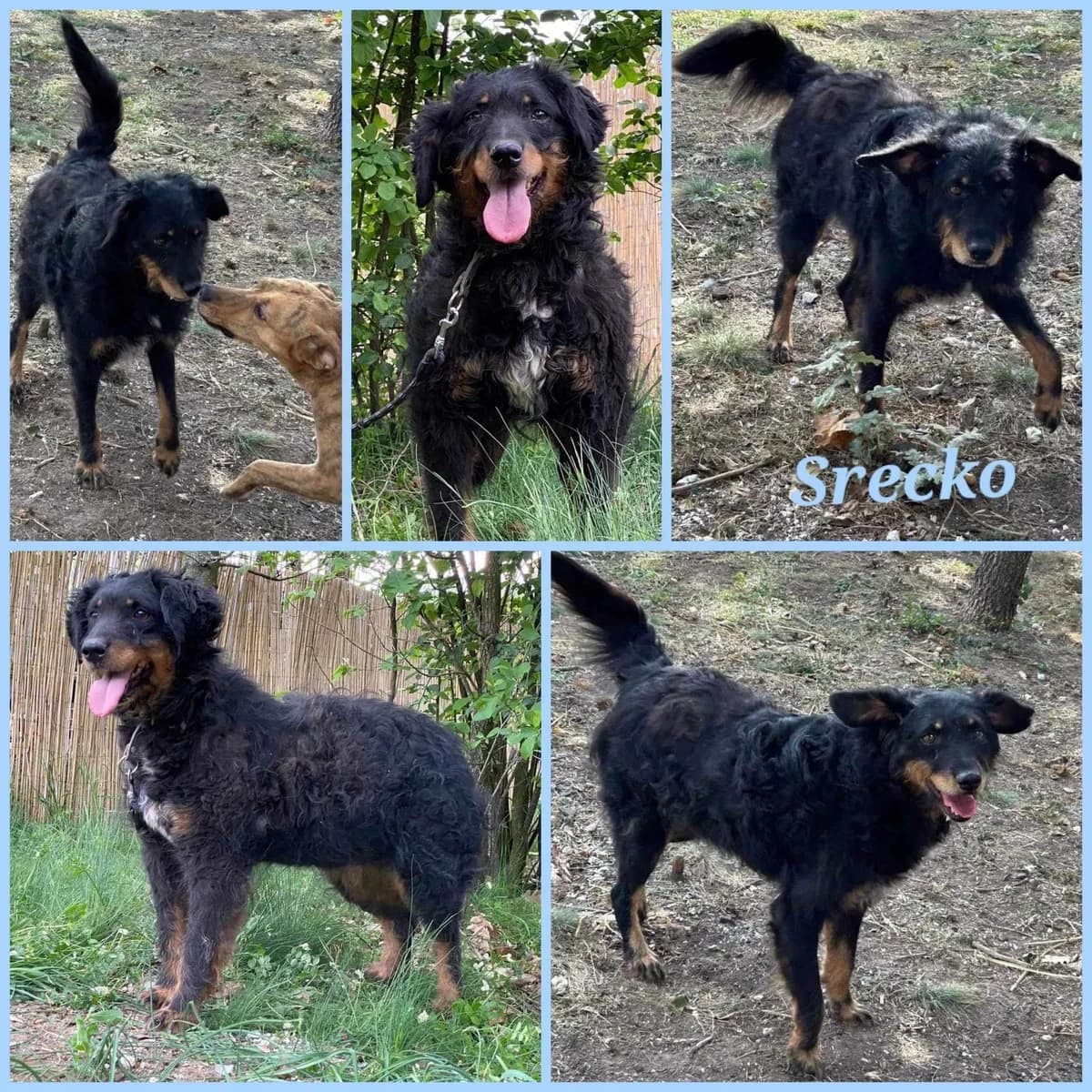 Srecko, Mixed Breed for adoption at Hearts for Paws of Serbia