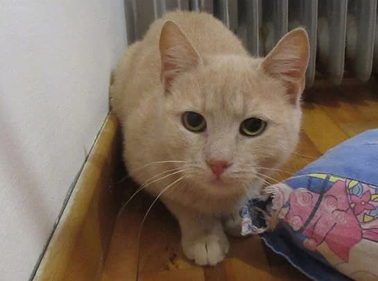Beca, female 5yo Mixed Breed for adoption at Help Animals Belgrade (Shelter Jessica)