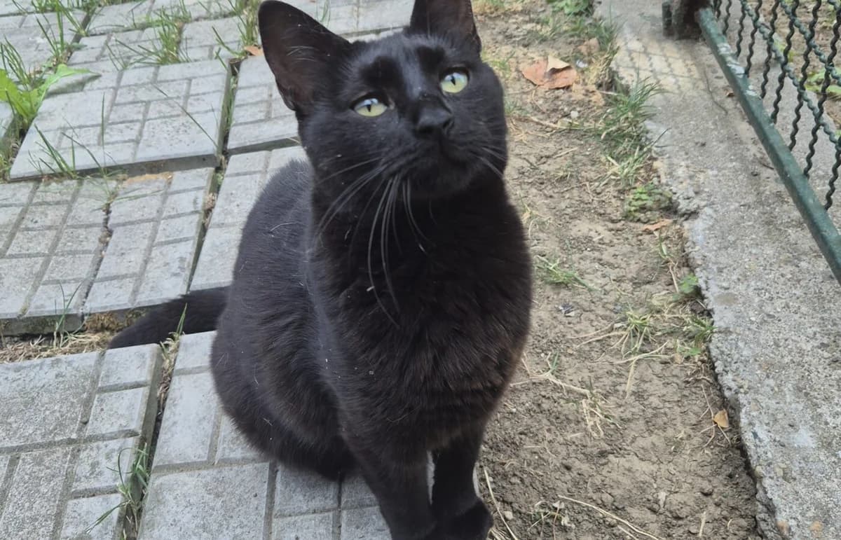 Dini, female Mixed Breed for adoption at Help Animals Belgrade (Shelter Jessica)
