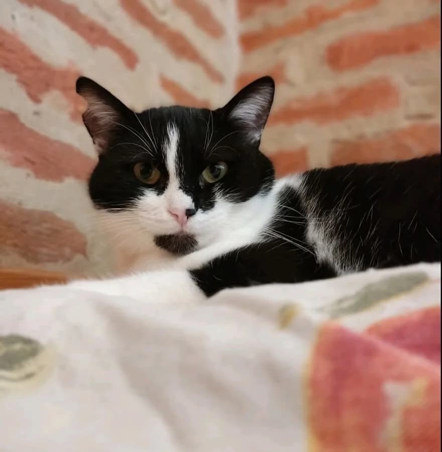 Elef, female Mixed Breed for adoption at Help Animals Belgrade (Shelter Jessica)