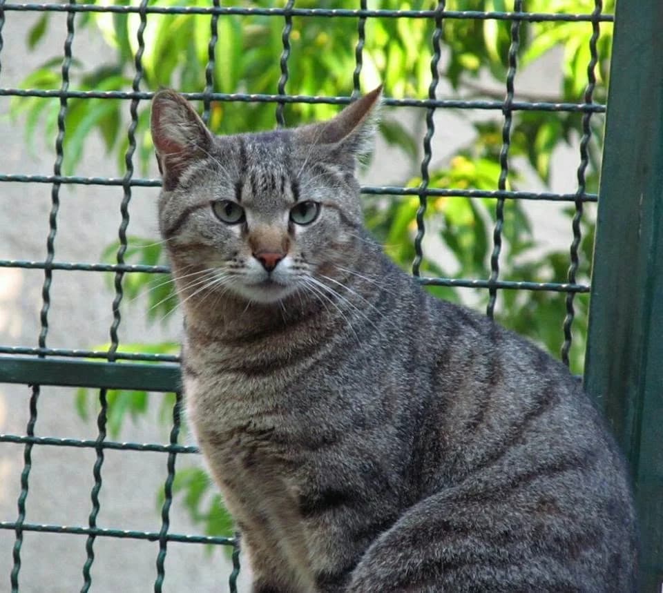 Emil, female senior Mixed Breed for adoption at Help Animals Belgrade (Shelter Jessica)