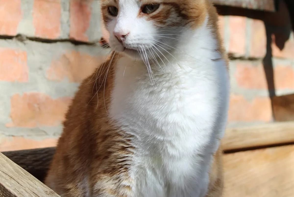 Nole, male senior Mixed Breed for adoption at Help Animals Belgrade (Shelter Jessica)