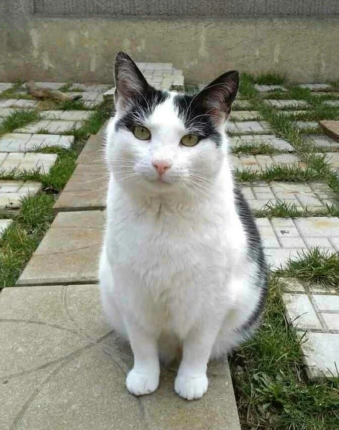 Olivera, female senior Mixed Breed for adoption at Help Animals Belgrade (Shelter Jessica)