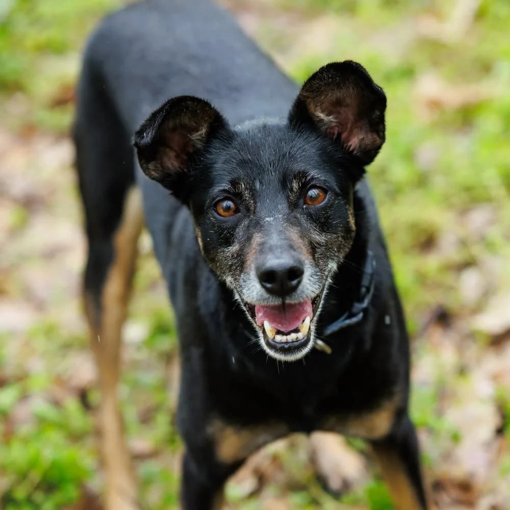 Mala, female 5yo Mixed Breed for adoption at PetMondo Serbia, Petmondo