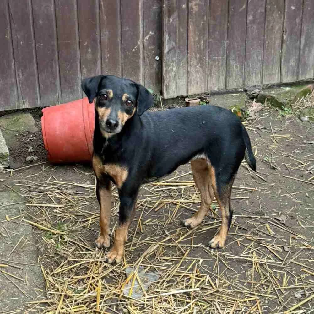 Shelby, female young Mixed Breed for adoption at PetMondo Serbia, Petmondo