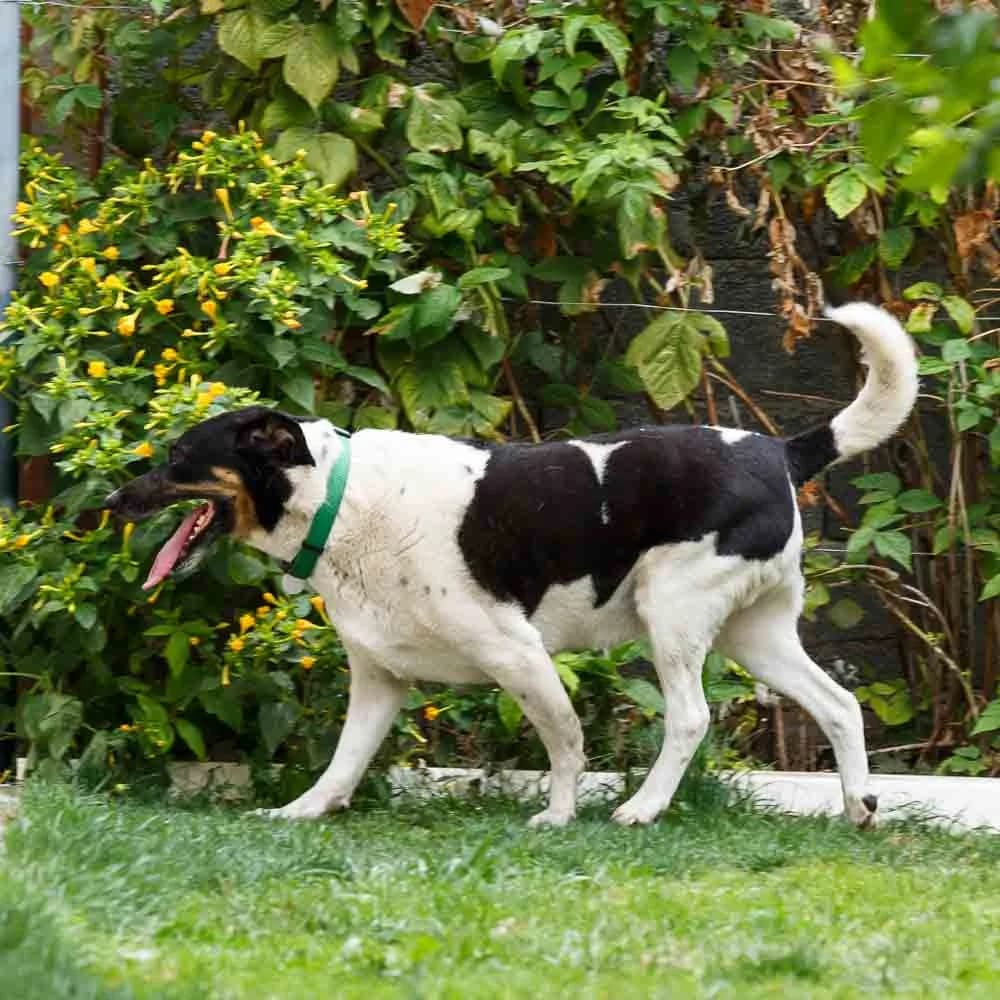 Copko, male senior Mixed Breed for adoption at PetMondo Serbia, Petmondo
