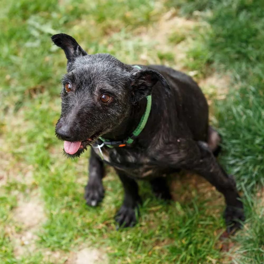 Sugica, female senior Mixed Breed for adoption at PetMondo Serbia, Petmondo