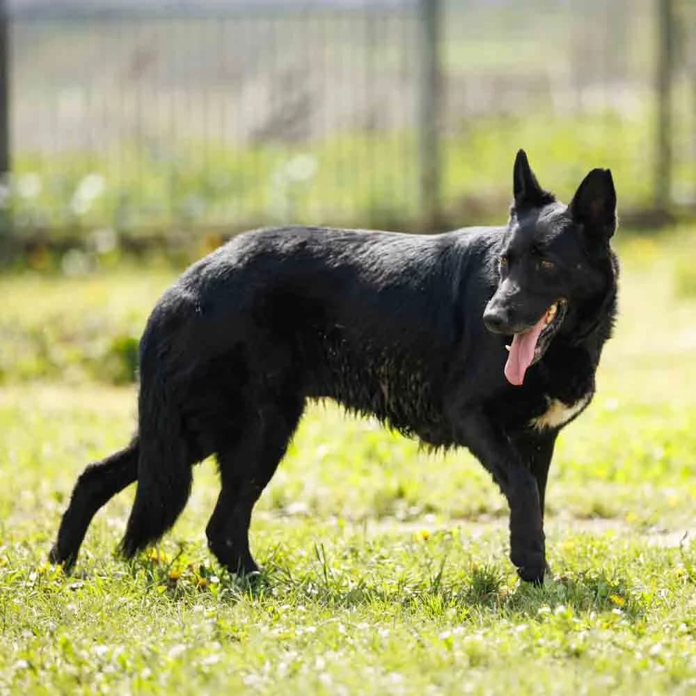 Lea, female Mixed Breed for adoption at PetMondo Serbia, Petmondo