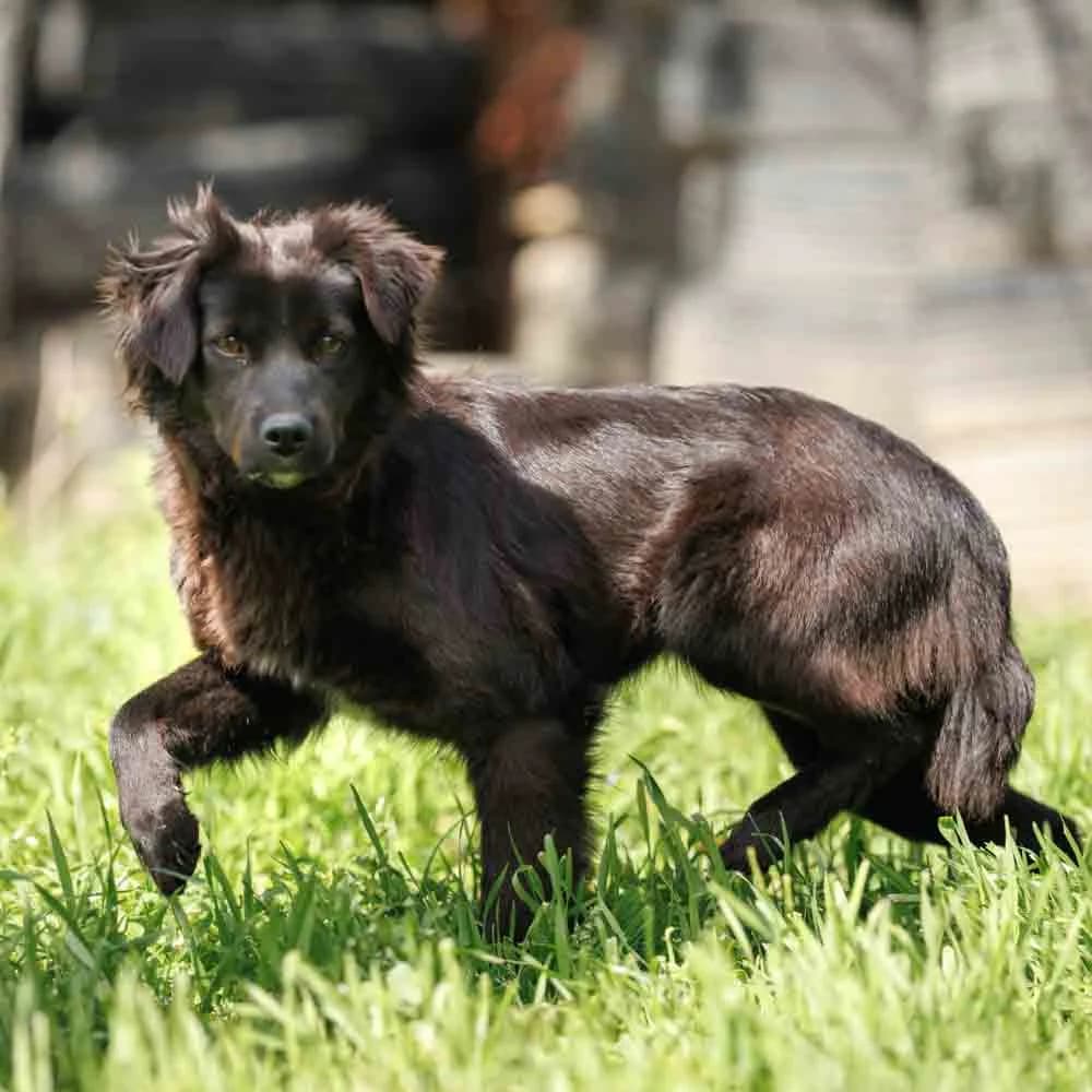 Masha, female 3yo Mixed Breed for adoption at PetMondo Serbia, Petmondo