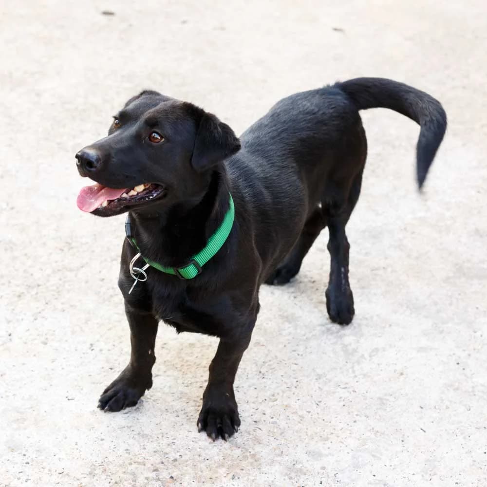 Miki, male senior Mixed Breed for adoption at PetMondo Serbia, Petmondo