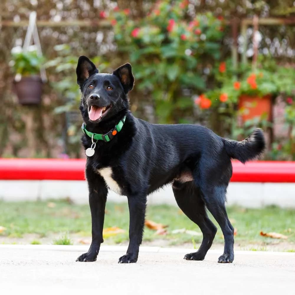 Ibro, male senior Mixed Breed for adoption at PetMondo Serbia, Petmondo