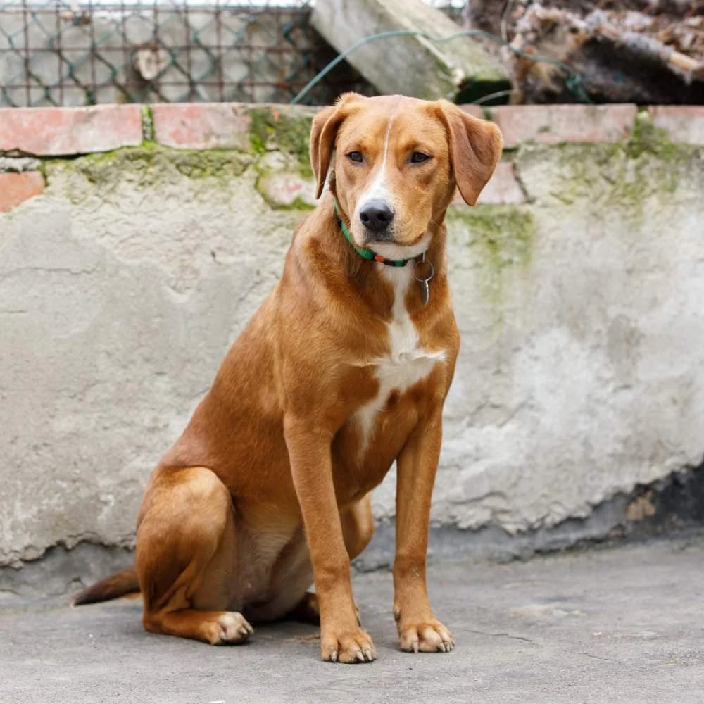 Jasmine, female 5yo Mixed Breed for adoption at PetMondo Serbia, Petmondo