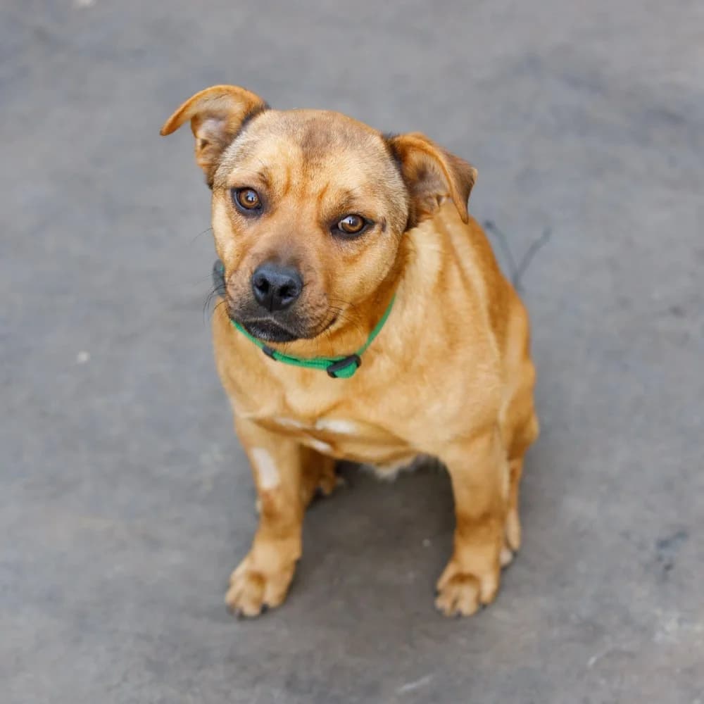 Bobby, male 5yo Mixed Breed for adoption at PetMondo Serbia, Petmondo
