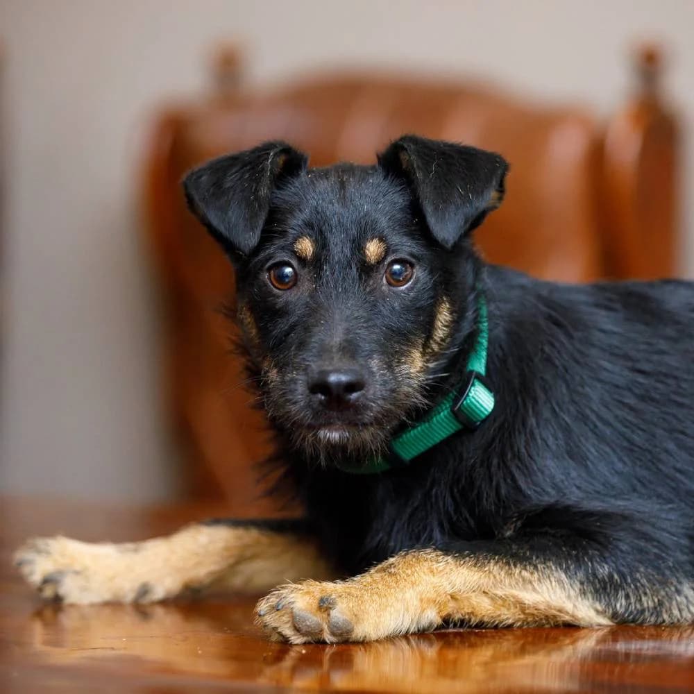 Hugo, male 4yo mixed breed for adoption at PetMondo Serbia, Petmondo