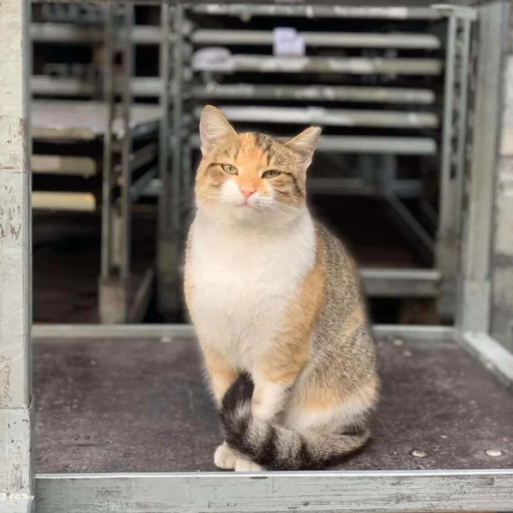 Clara, female 3yo Mixed Breed for adoption at PetMondo Serbia, Petmondo