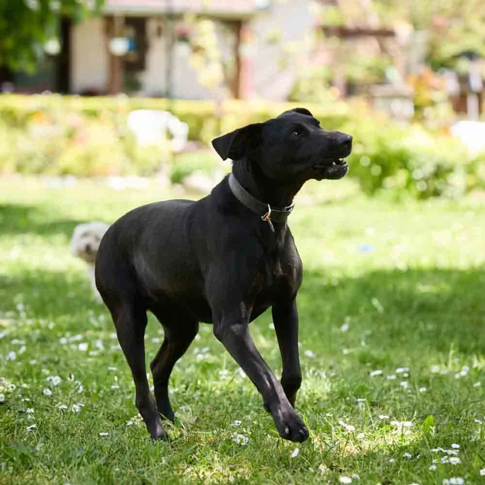 Blacky, female 4yo Mixed Breed for adoption at PetMondo Serbia, Petmondo