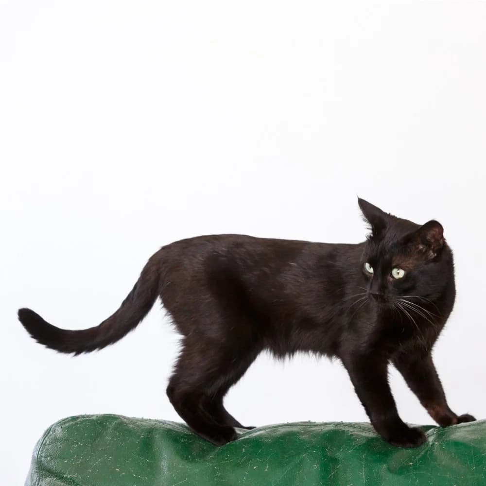 Negro, male 3yo Mixed Breed for adoption at PetMondo Serbia, Petmondo