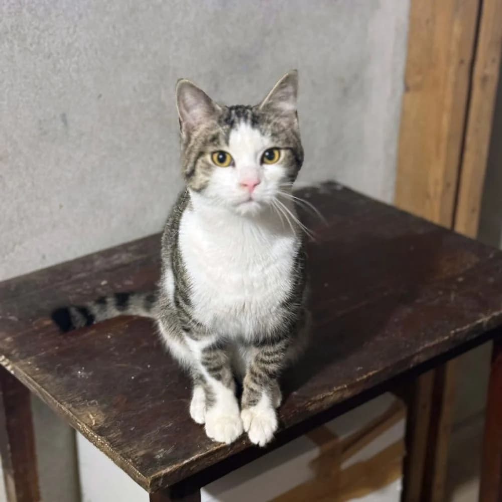 Aki, male young Mixed Breed for adoption at PetMondo Serbia, Petmondo