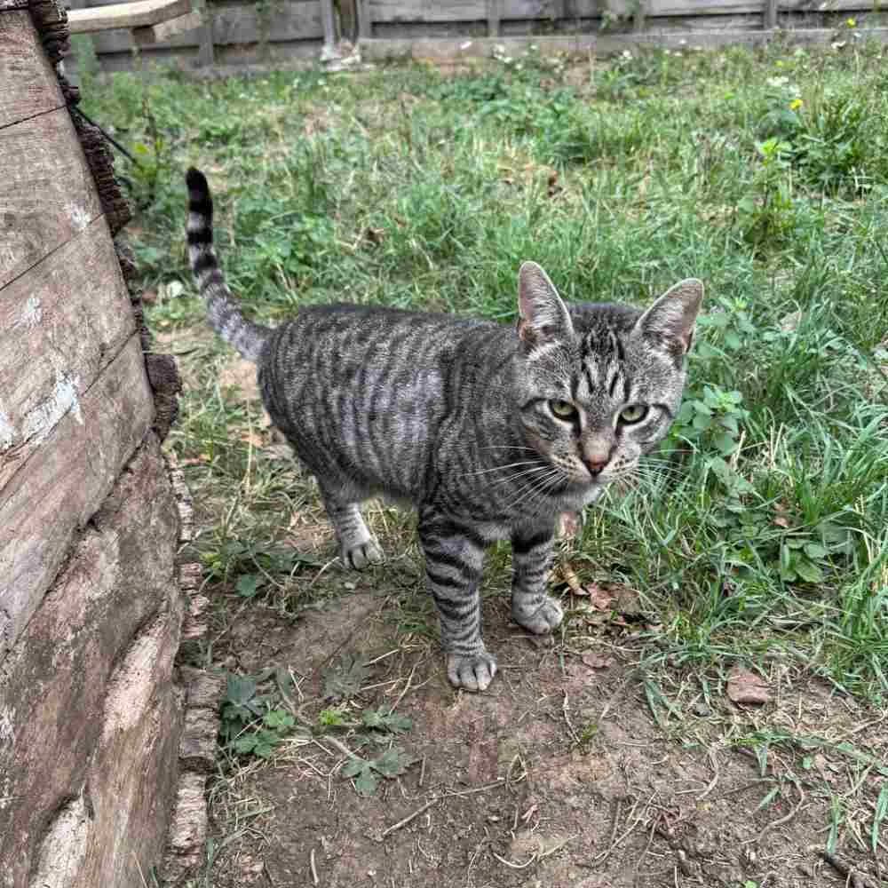 Cakani, male young Mixed Breed for adoption at PetMondo Serbia, Petmondo
