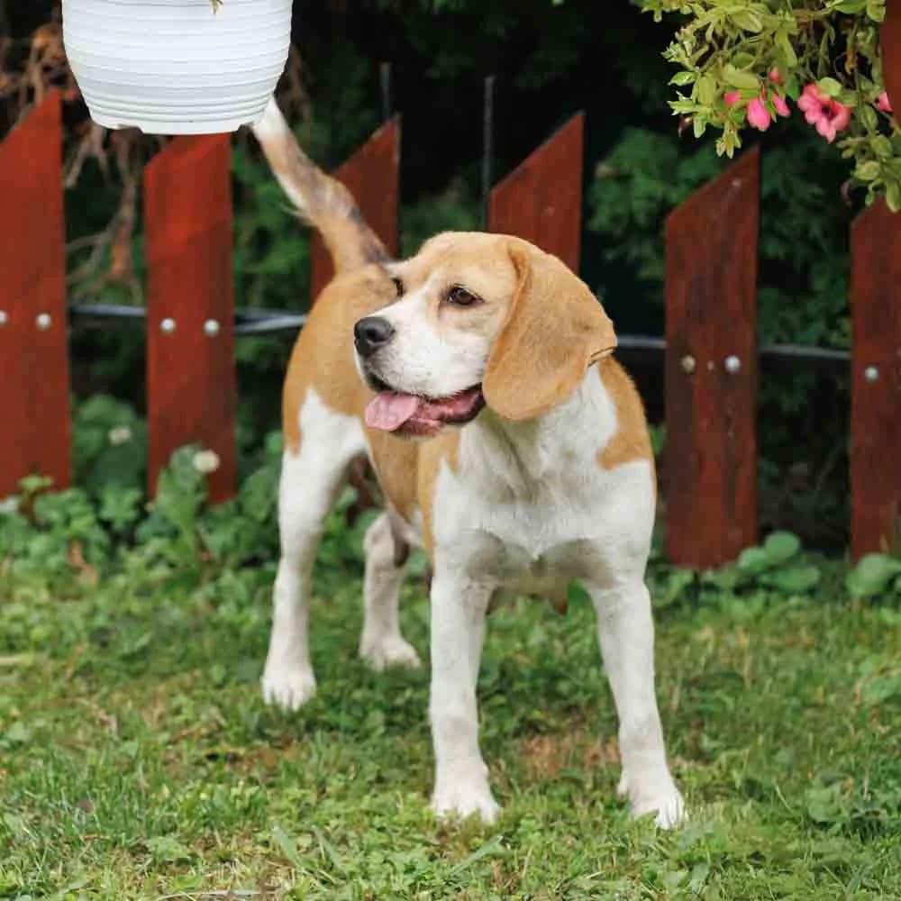 Peggy, female 3yo Beagle for adoption at PetMondo Serbia, Petmondo